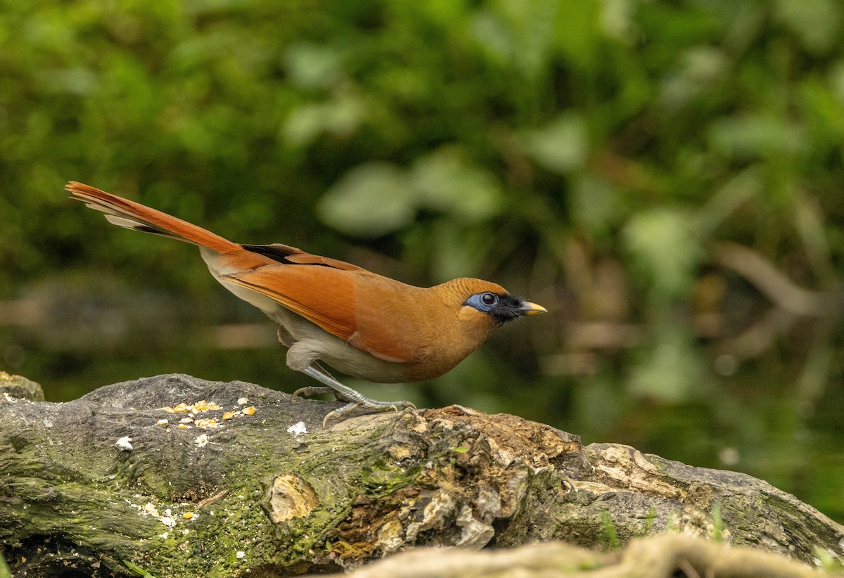 Buffy Laughingthrush - ML619500607