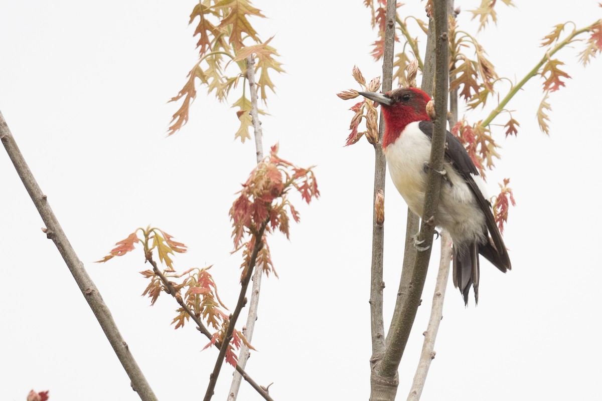 Red-headed Woodpecker - Ben  Lucking