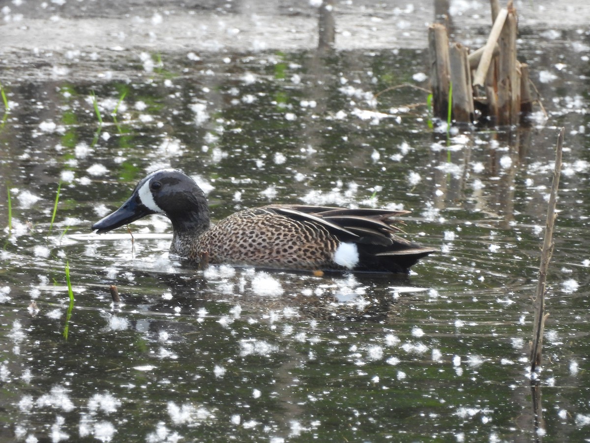 Blue-winged Teal - ML619500613