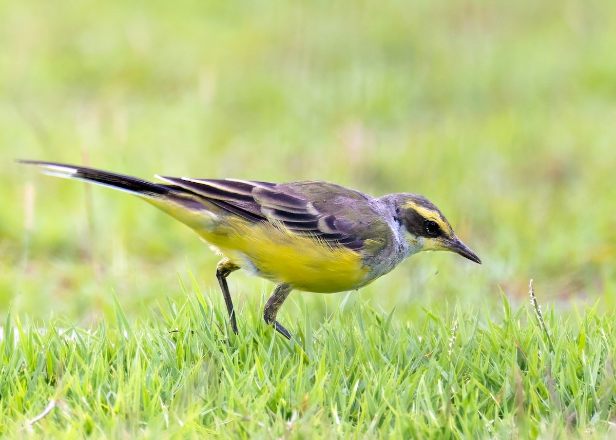 Eastern Yellow Wagtail - Sue&Gary Milks