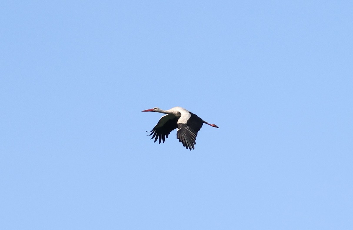 White Stork - Jan Badura