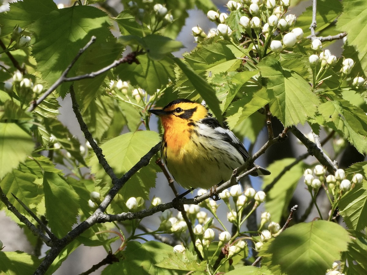 Blackburnian Warbler - Chris Wills