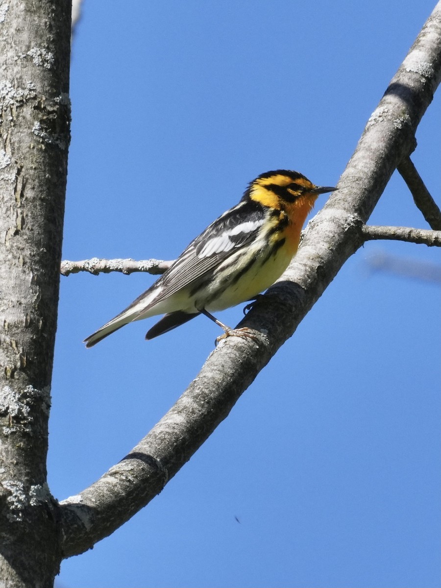 Blackburnian Warbler - Chris Wills