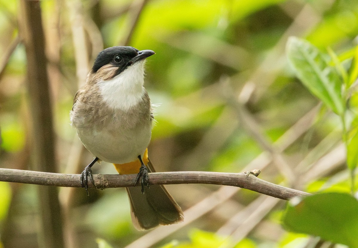 Bulbul à poitrine brune - ML619500624