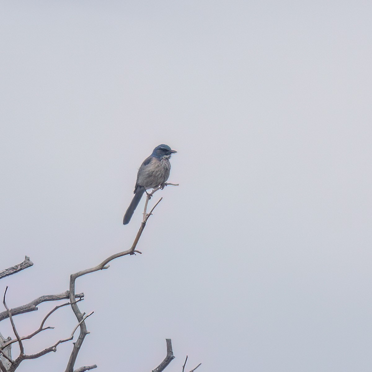 Woodhouse's Scrub-Jay - Anonymous