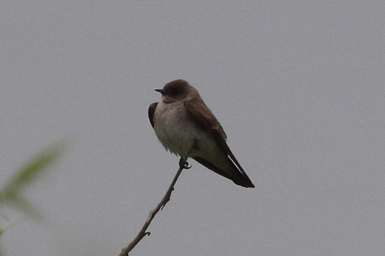 Northern Rough-winged Swallow - Jeffrey Fenwick