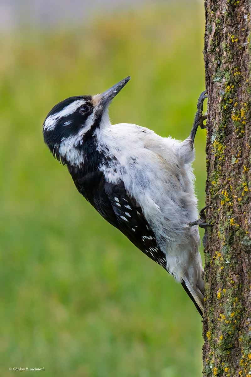 Hairy Woodpecker - Gordon McIntosh