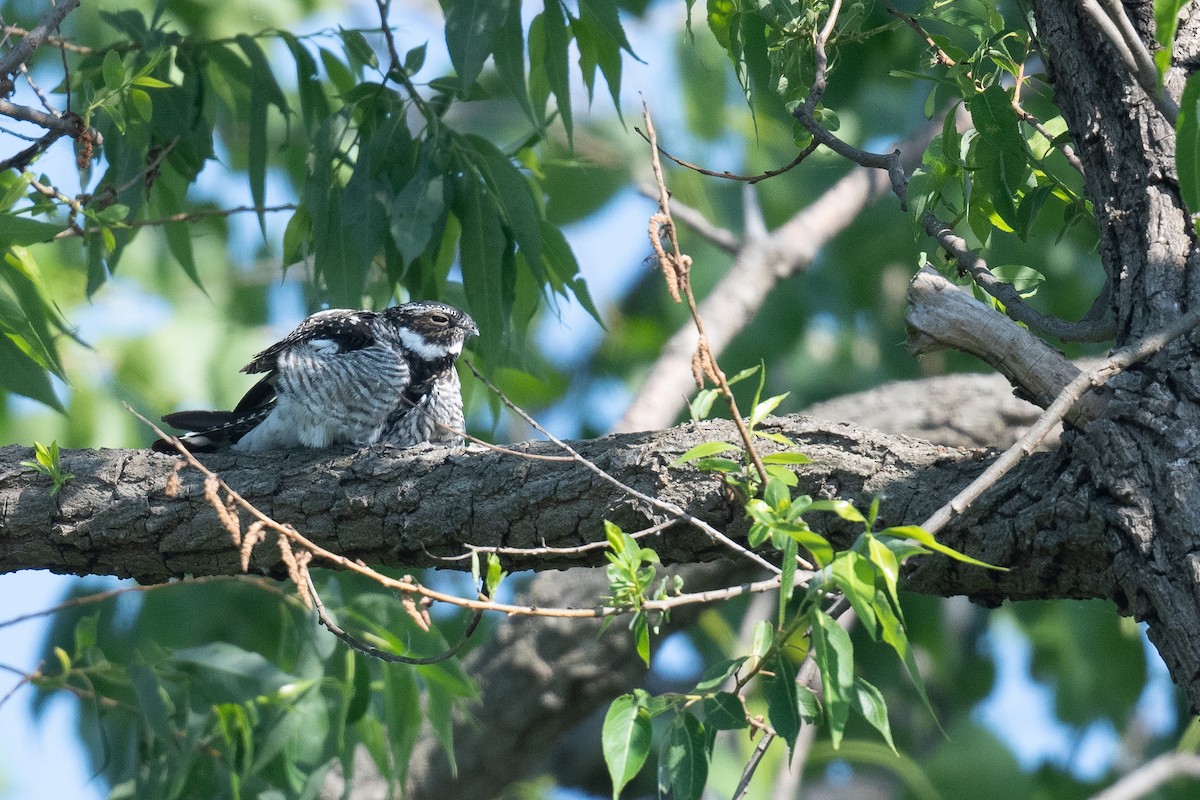 Common Nighthawk - Ben  Lucking