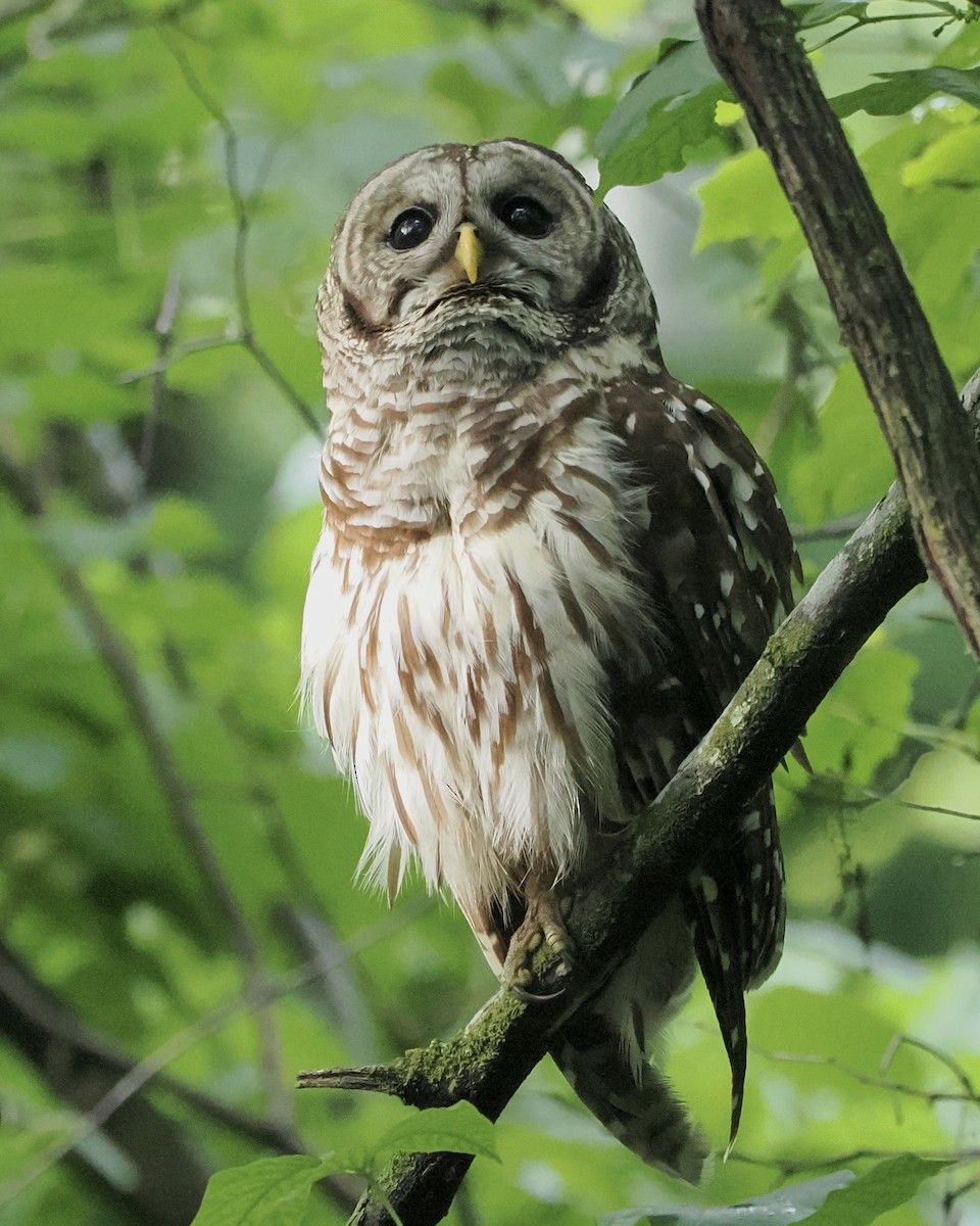 Barred Owl - ML619500646