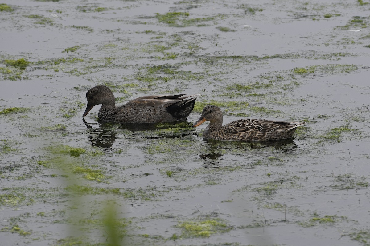 Gadwall - Peter Robertshaw