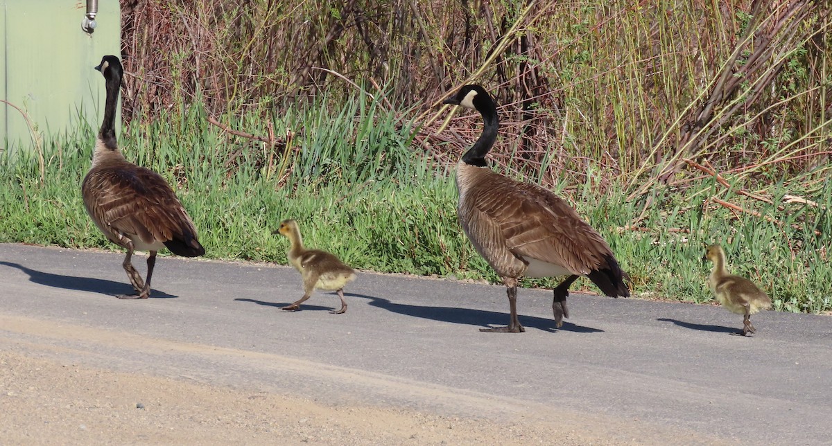 Canada Goose - BEN BAILEY