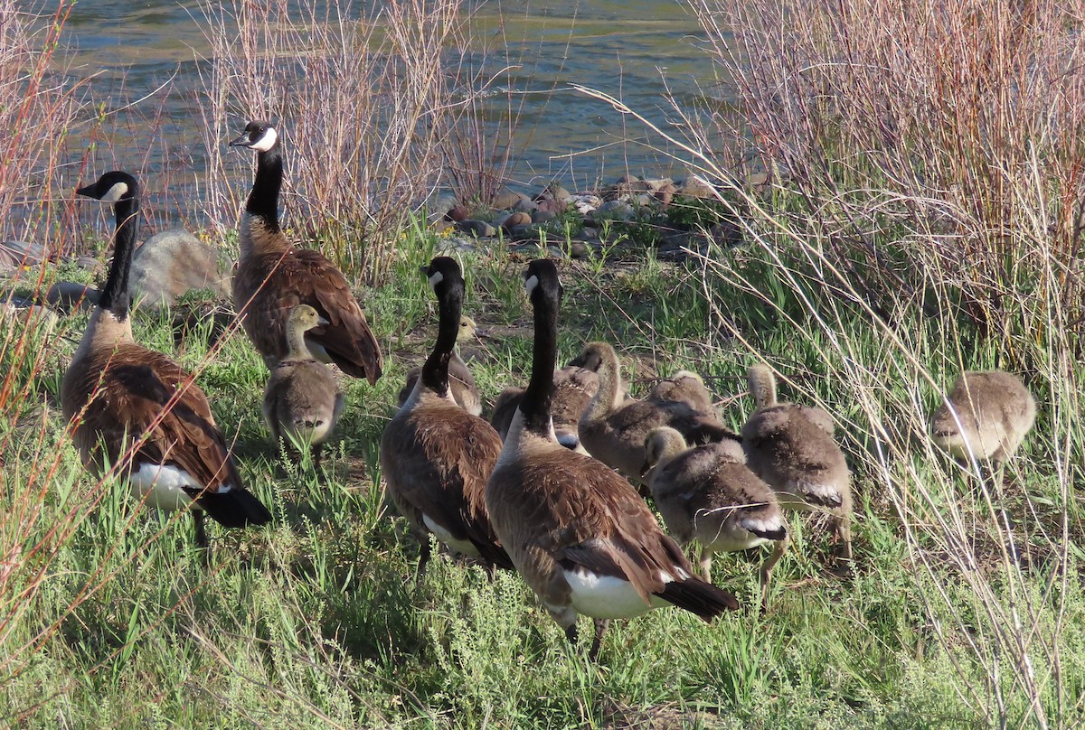 Canada Goose - BEN BAILEY