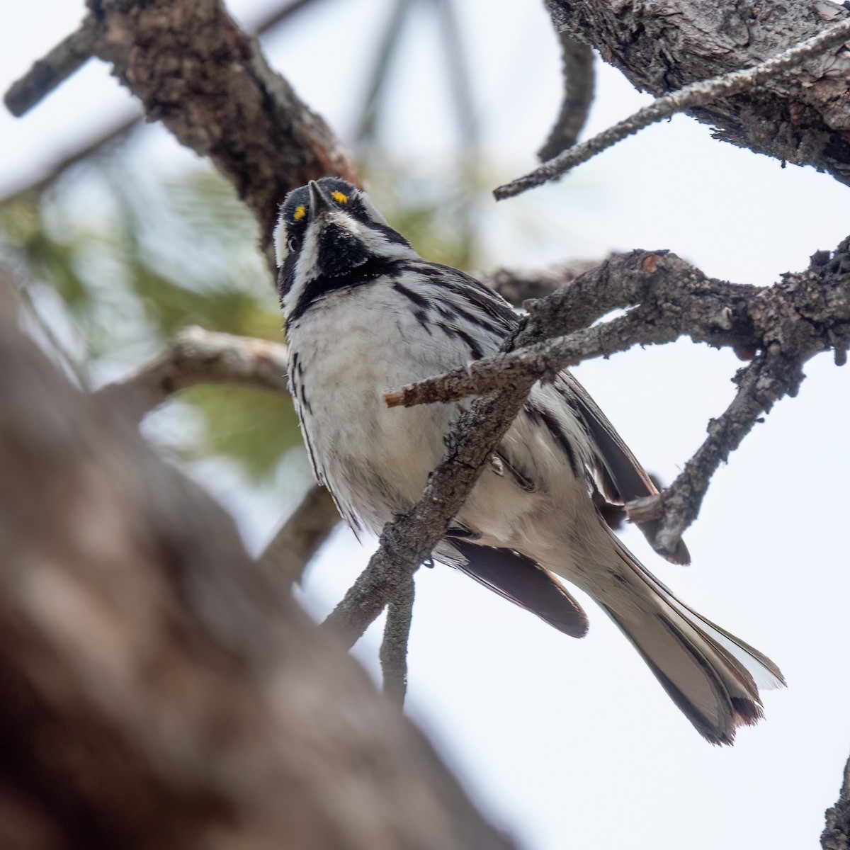 Black-throated Gray Warbler - Anonymous