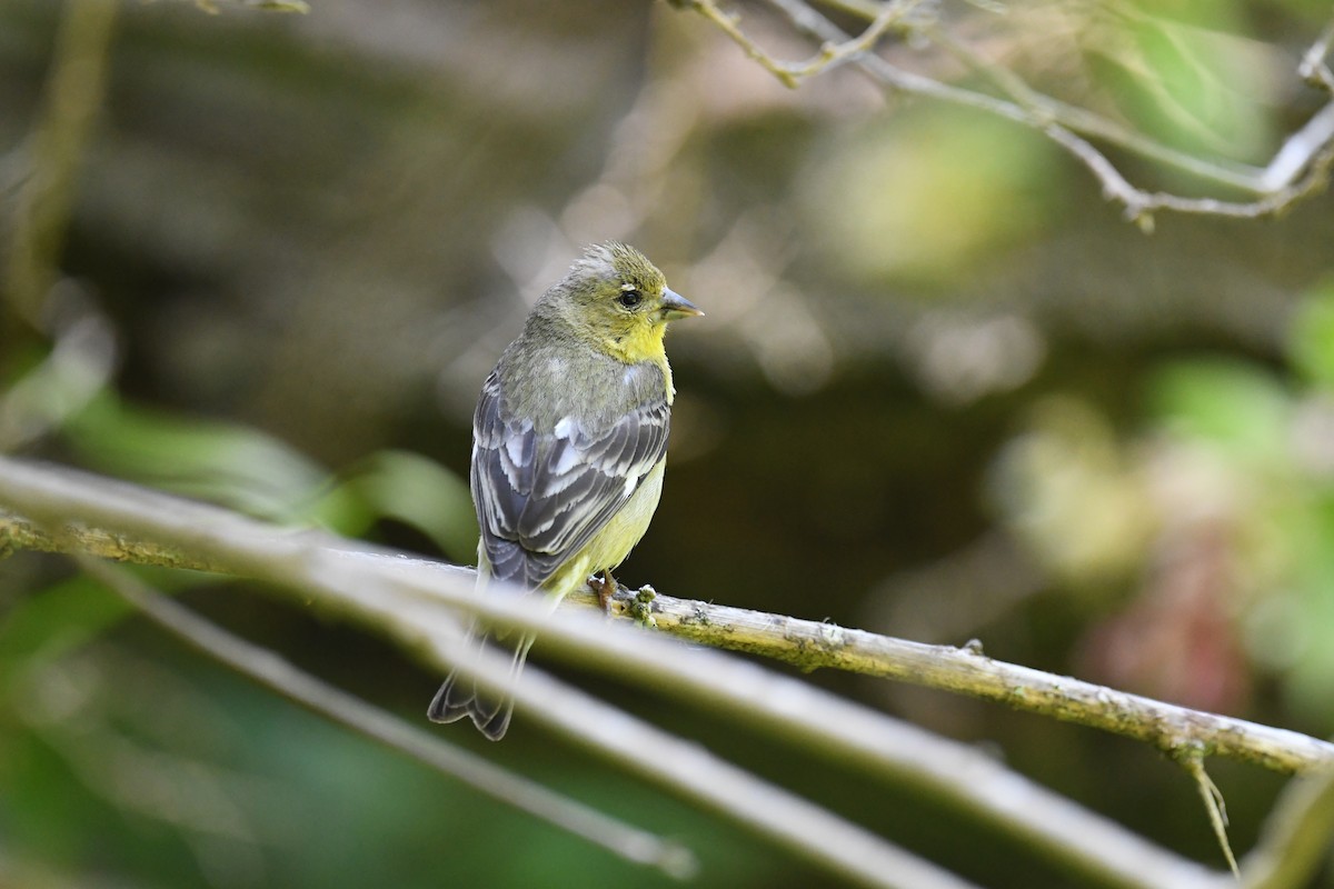 Lesser Goldfinch - Julia Koldobskiy