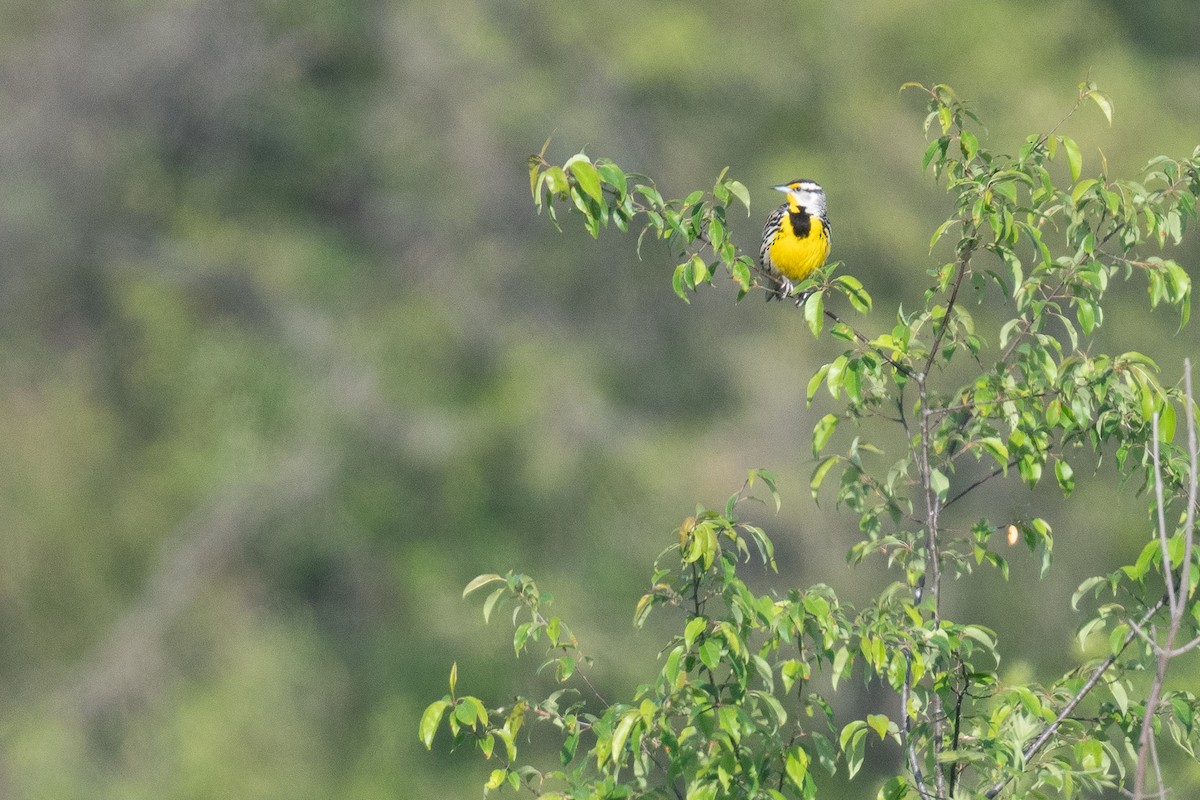 Eastern Meadowlark - Ben  Lucking