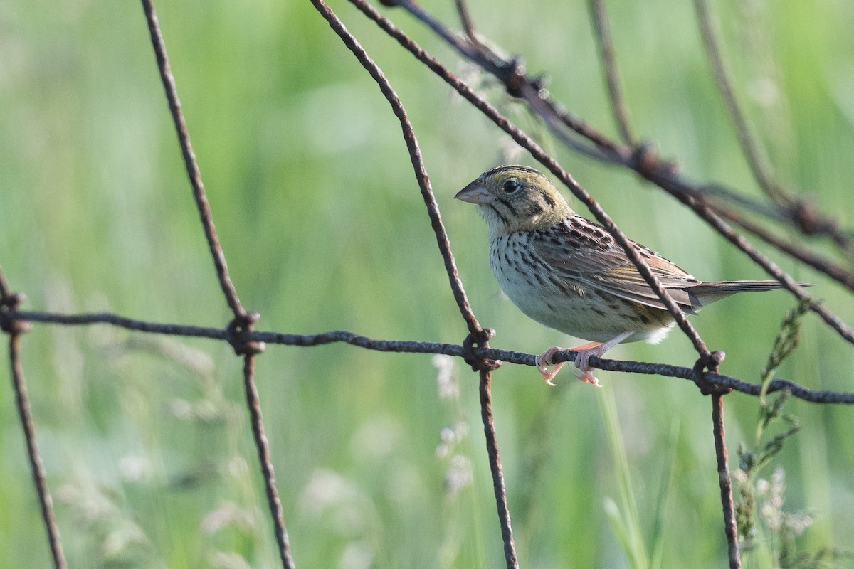 Henslow's Sparrow - Ben  Lucking