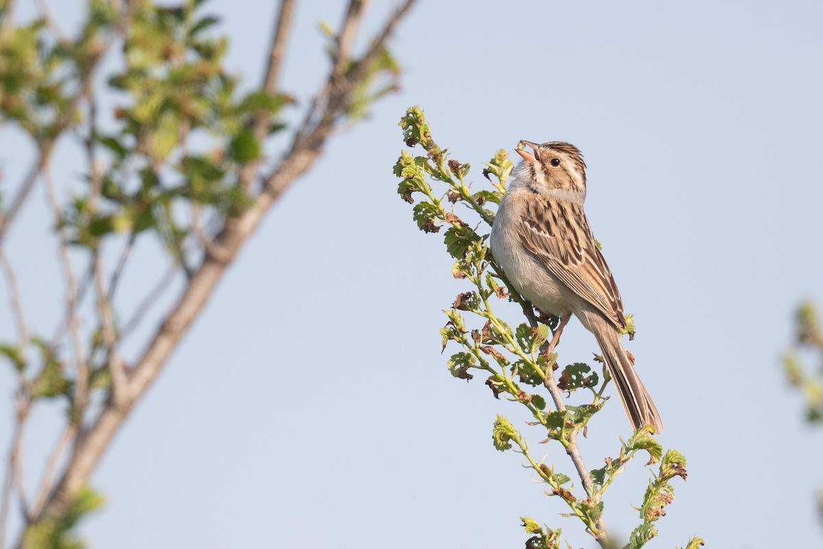 Clay-colored Sparrow - Ben  Lucking
