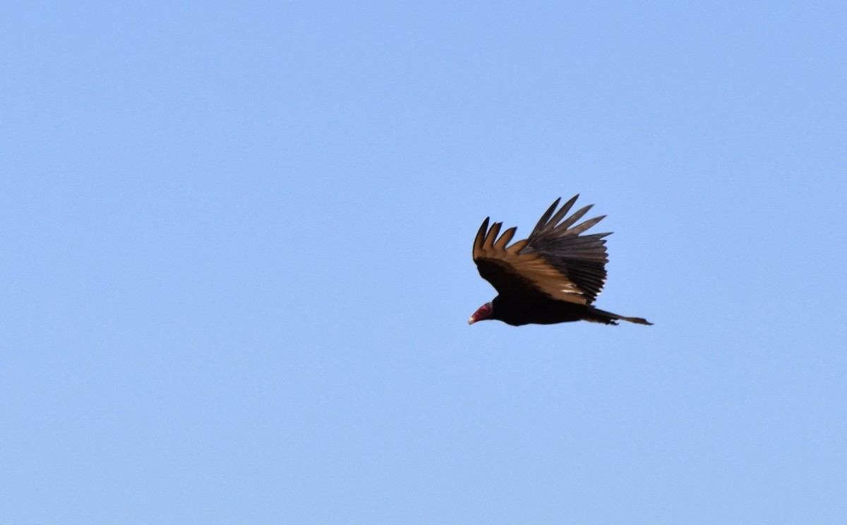 Turkey Vulture - Steve Nord