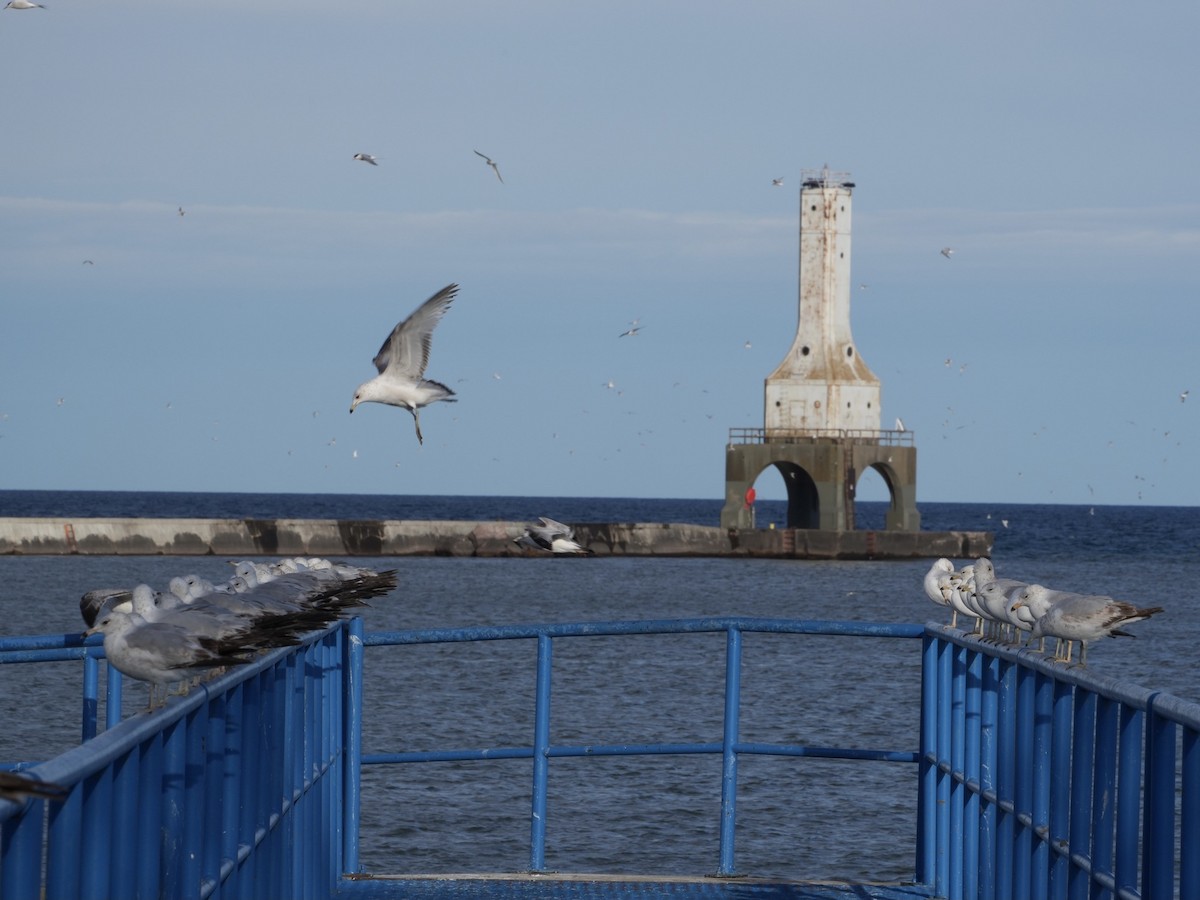 Ring-billed Gull - Chris Wills