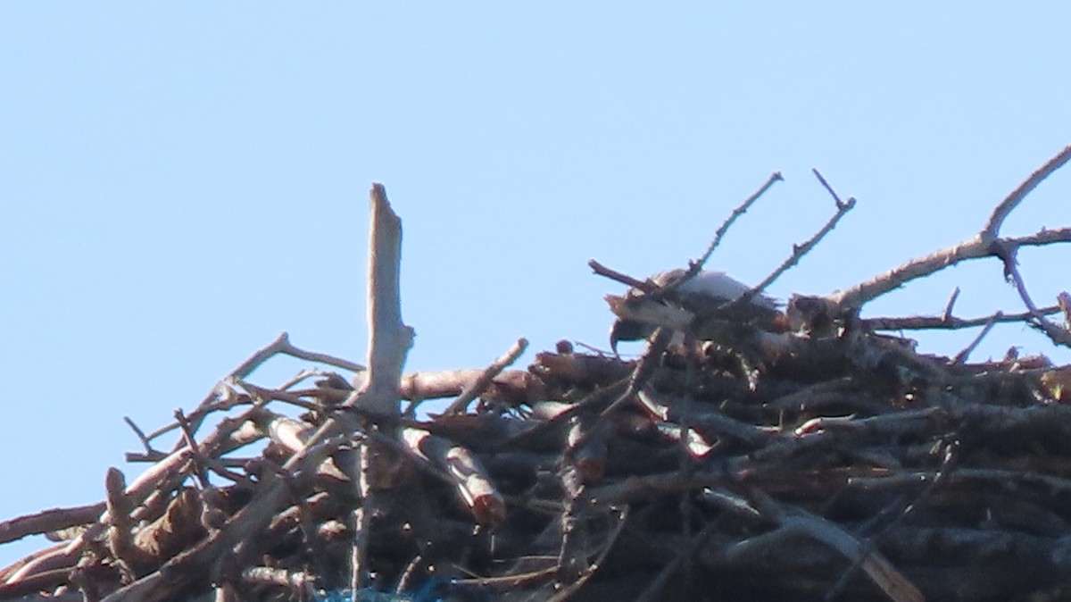 Osprey - BEN BAILEY