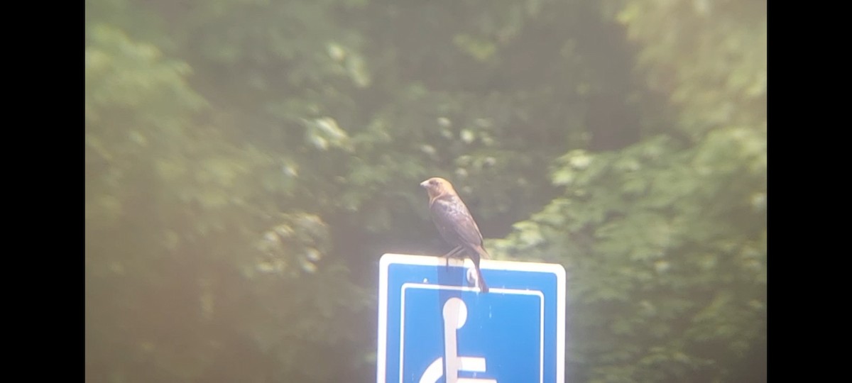 Brown-headed Cowbird - ML619500677