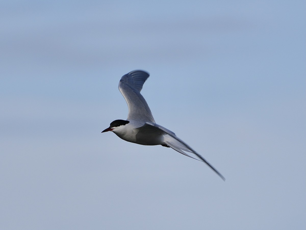 Common Tern - Chris Wills