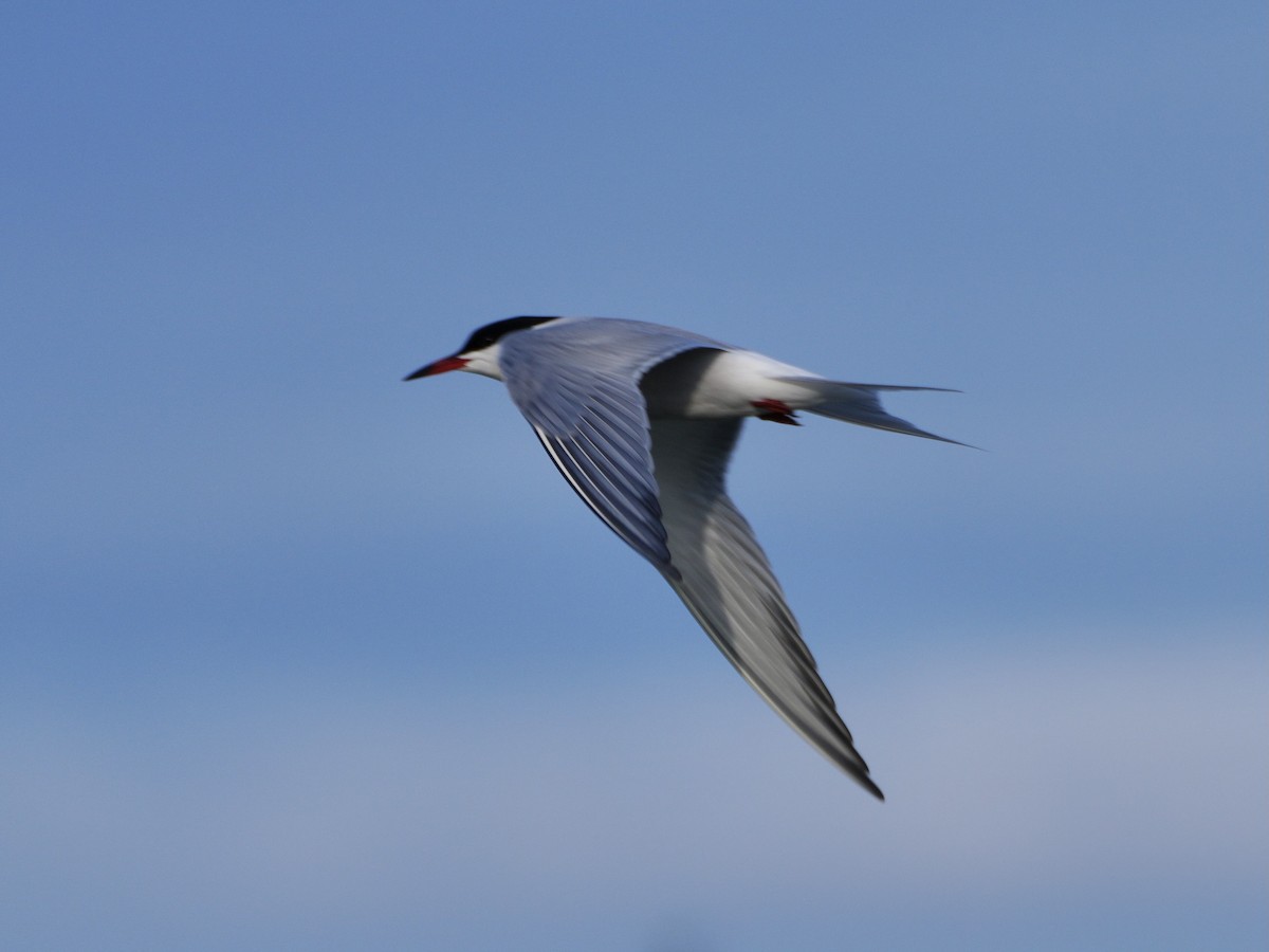 Common Tern - Chris Wills