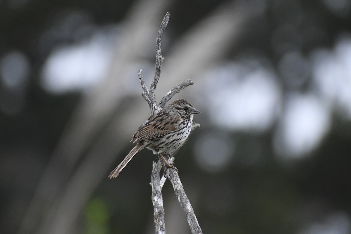 Song Sparrow - ML619500681