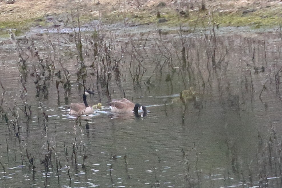 Canada Goose - Jeffrey Fenwick