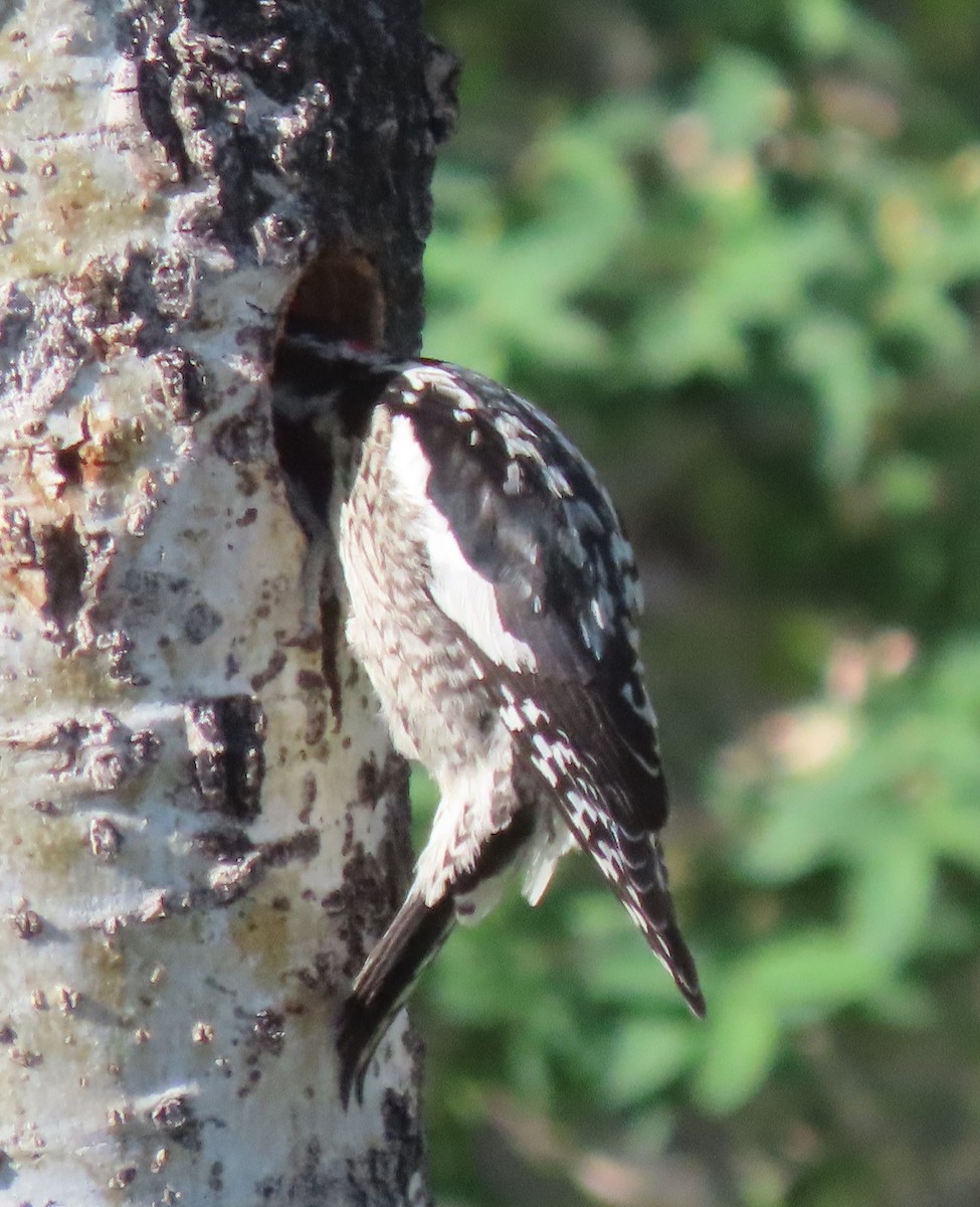 Red-naped Sapsucker - BEN BAILEY