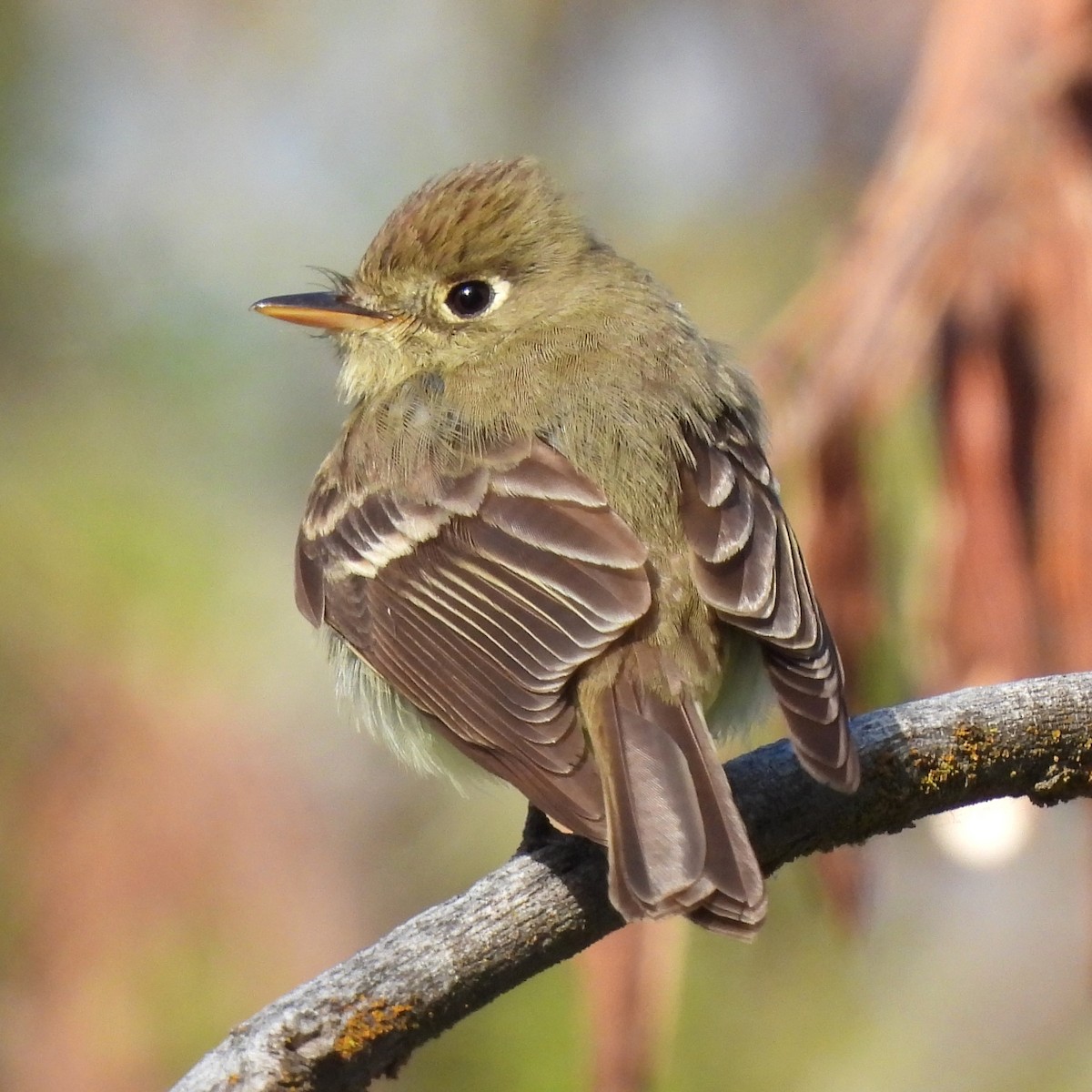 Western Flycatcher - Ron Youngs