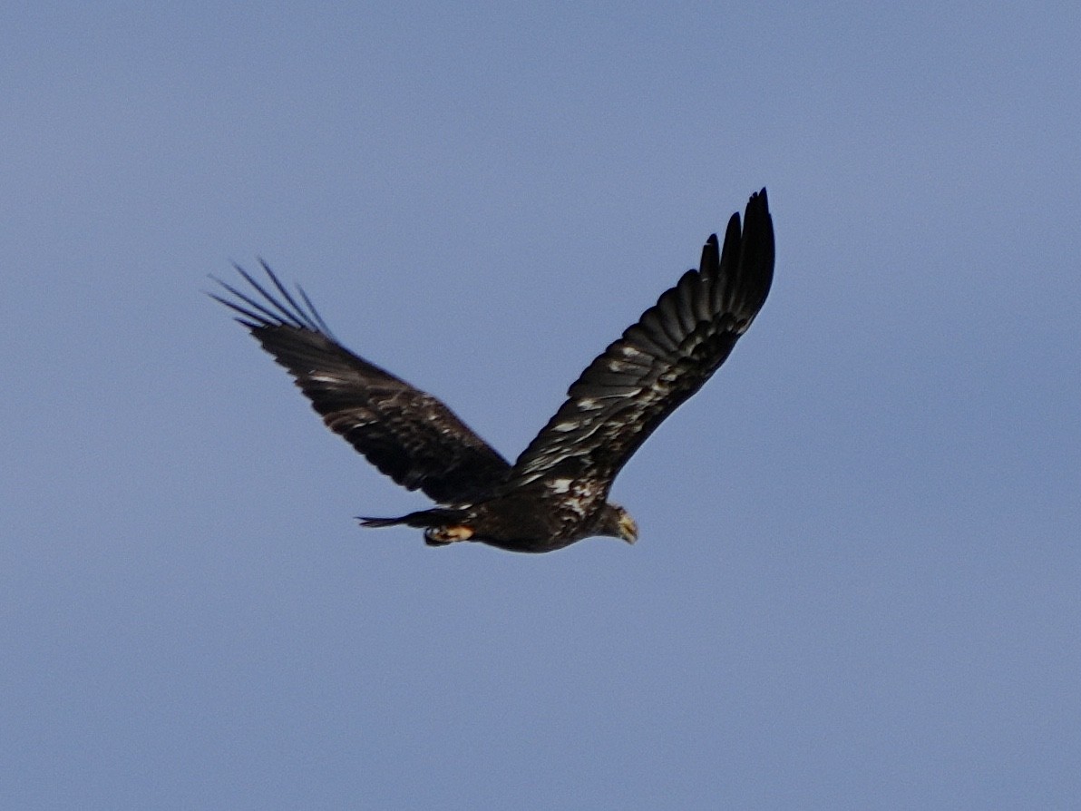 Bald Eagle - Chris Wills