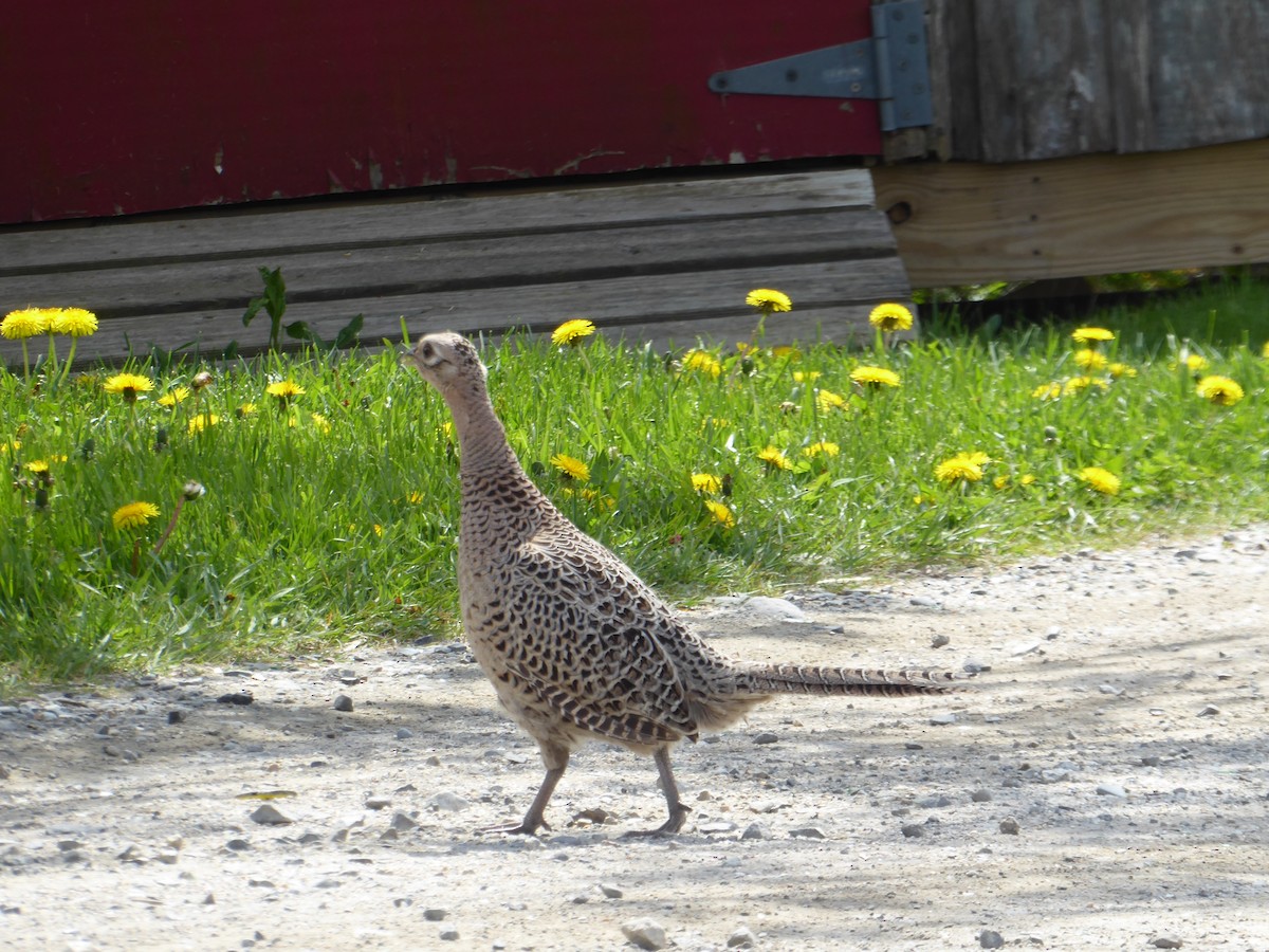 Ring-necked Pheasant - ML619500691