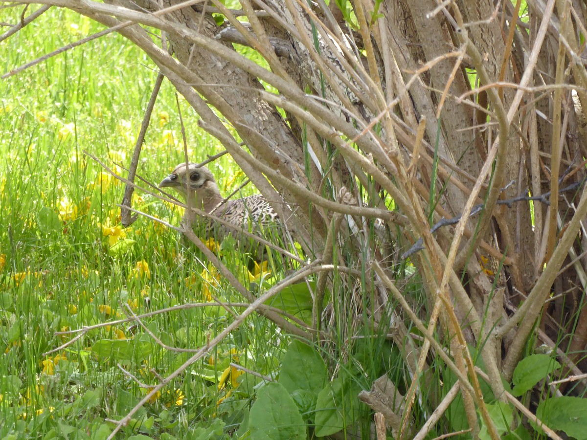 Ring-necked Pheasant - Bill Grabin