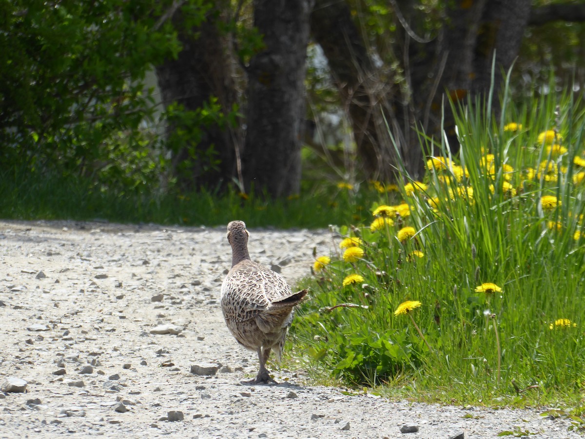 Ring-necked Pheasant - ML619500693