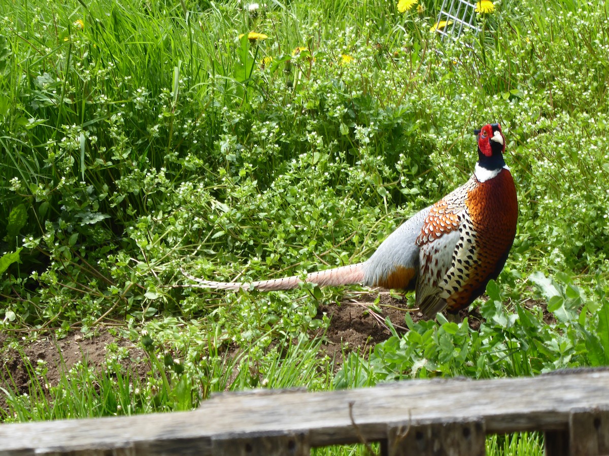 Ring-necked Pheasant - Bill Grabin