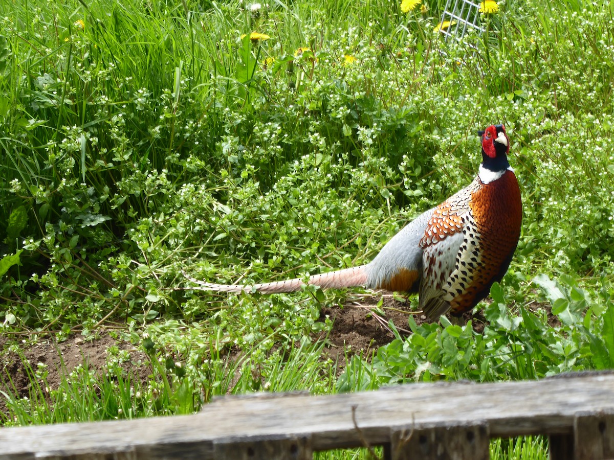 Ring-necked Pheasant - ML619500695