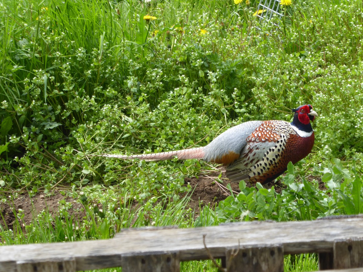 Ring-necked Pheasant - Bill Grabin