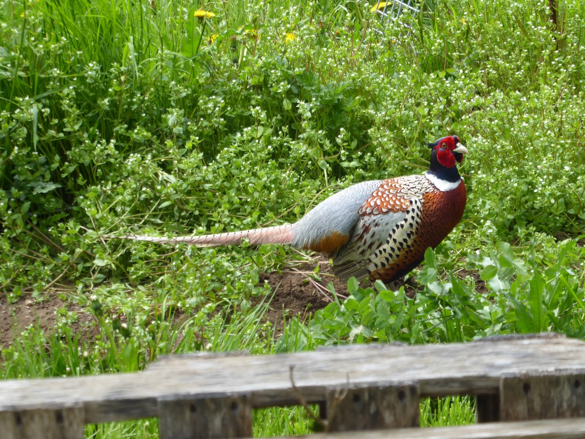 Ring-necked Pheasant - Bill Grabin