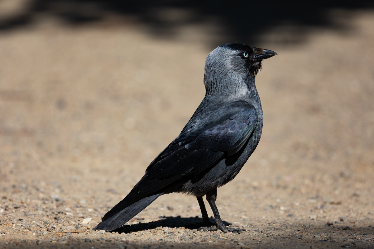 Eurasian Jackdaw - Han Tay