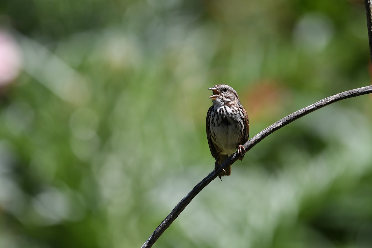 Song Sparrow - Julia Koldobskiy