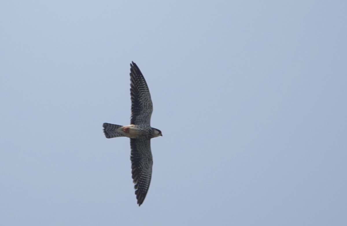 Amur Falcon - Fei Sha