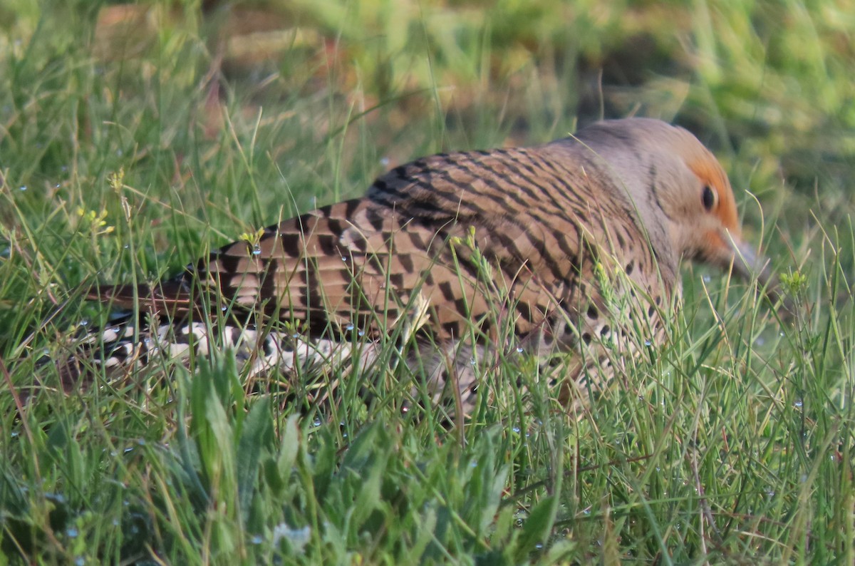 Northern Flicker - BEN BAILEY