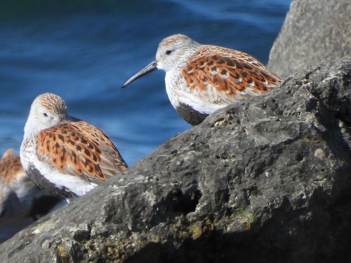 Dunlin - Cynthia Roulston