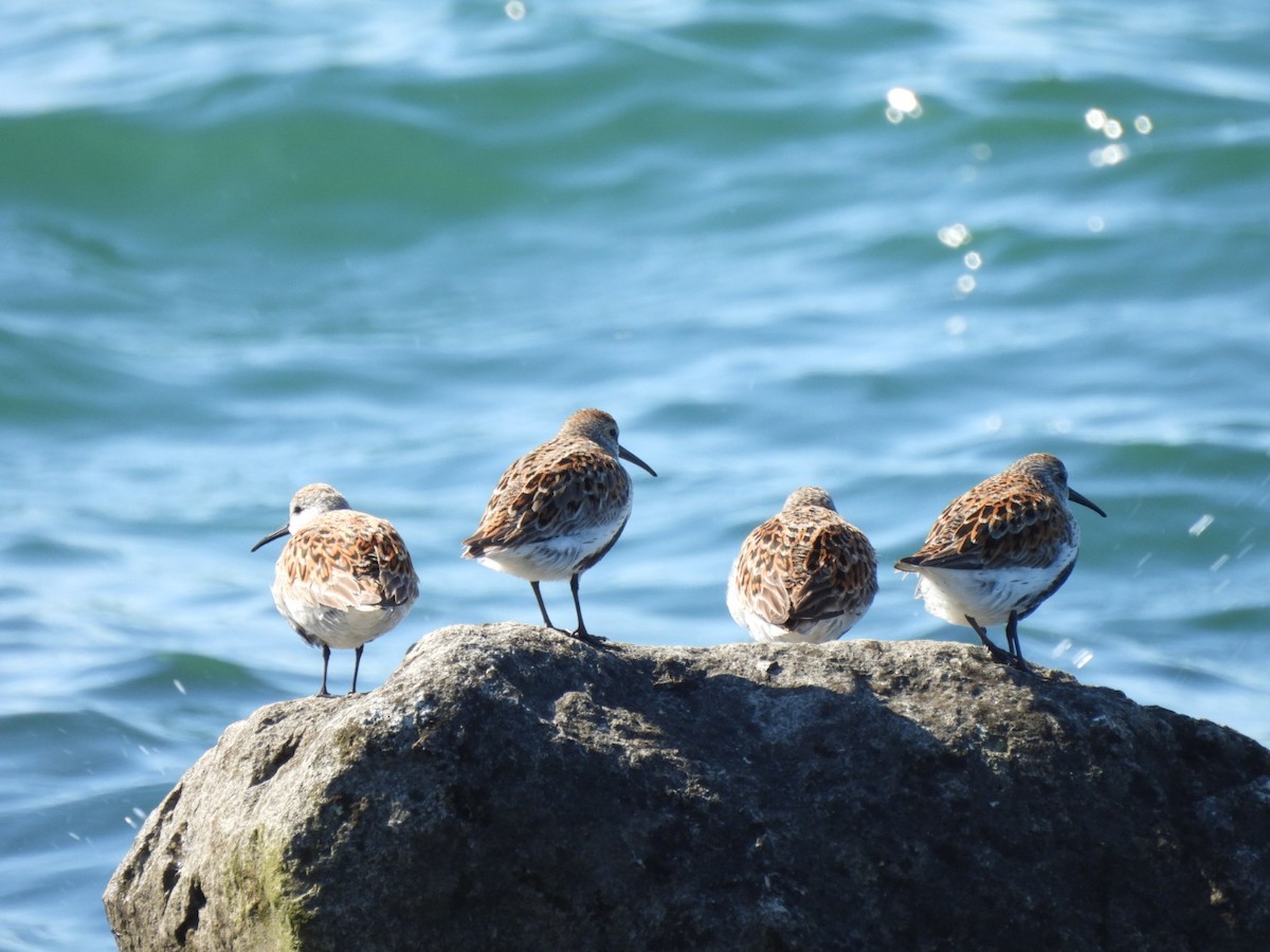 Dunlin - Cynthia Roulston