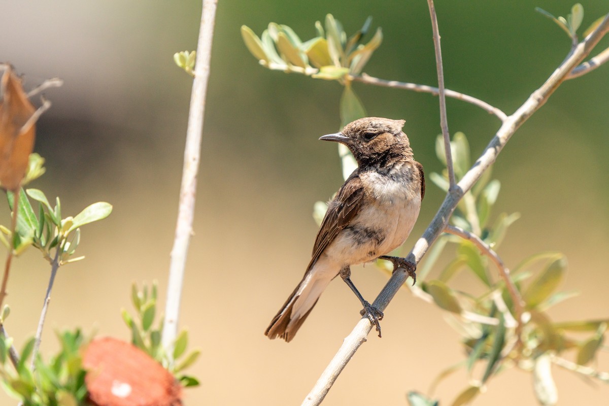 Eastern Black-eared Wheatear - Ali COBANOGLU