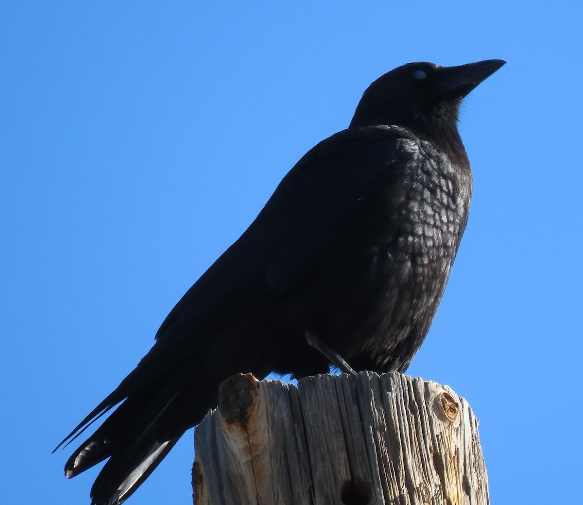 American Crow - BEN BAILEY