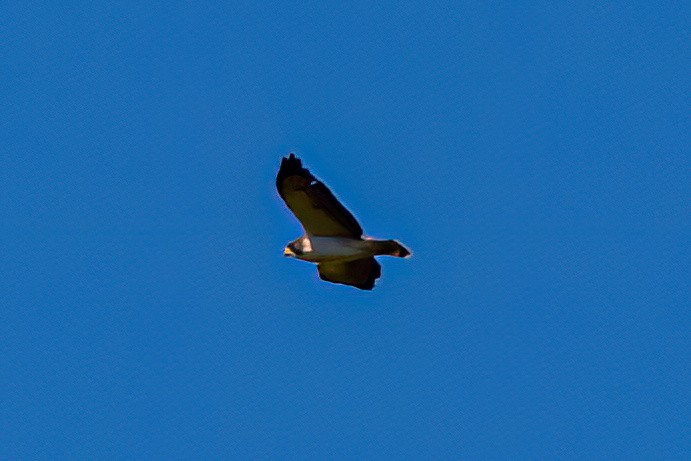 Short-tailed Hawk - Kurt Gaskill