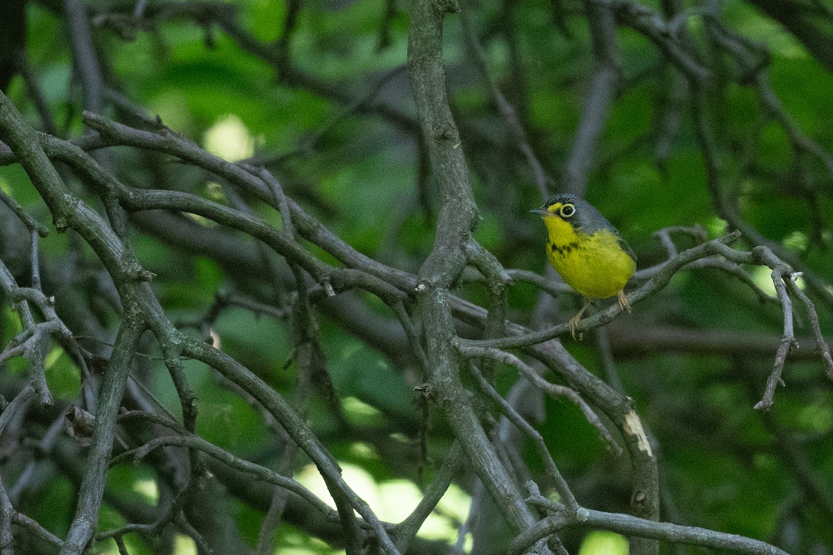 Canada Warbler - Ben  Lucking