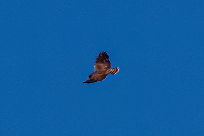 Short-tailed Hawk - Kurt Gaskill